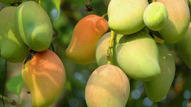 芒果怎么种植(芒果怎么种植方法视频教程)