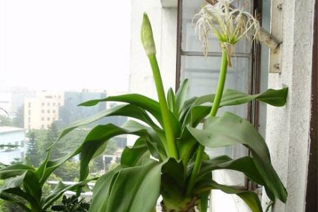 文殊兰适合在家里养吗有风水作用吗