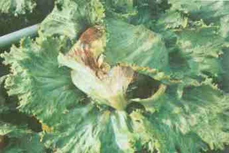 睡莲的病害防治措施