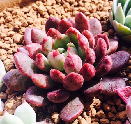 多肉红宝石如何养护