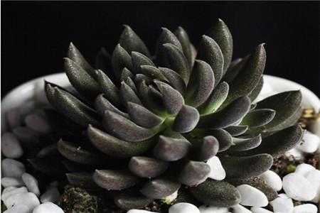 云南石莲怎么养殖的