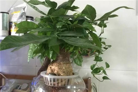 水里长的大叶子植物