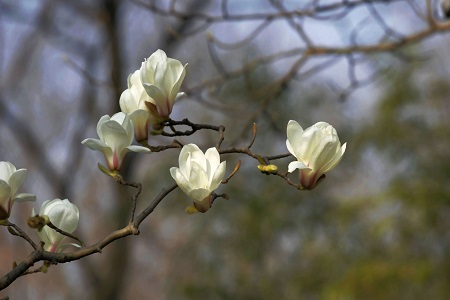 白玉兰开花多久凋谢