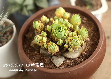 长寿花放客厅能开花吗