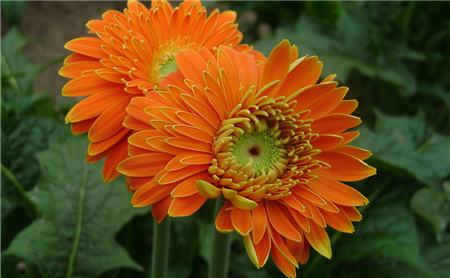 十大净化空气的室内植物排名