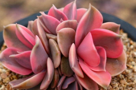 多肉彩虹怎么养