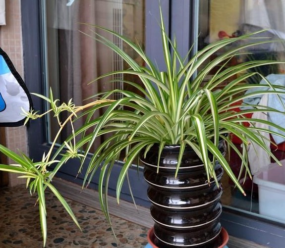 吊兰水养叶子发黄怎么办