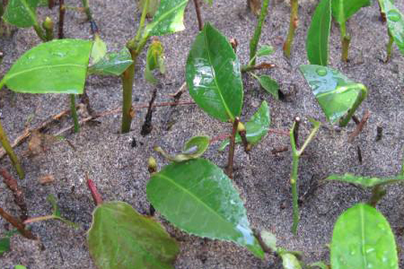 杜鹃怎么扦插成活率高