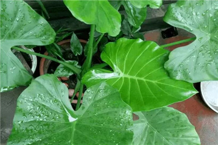 鸭掌木发财树怎么插枝