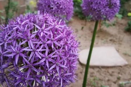 大花葱最经典的品种