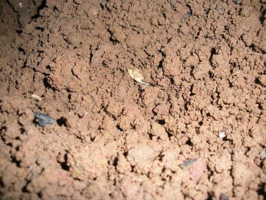 西葫芦花盆种植