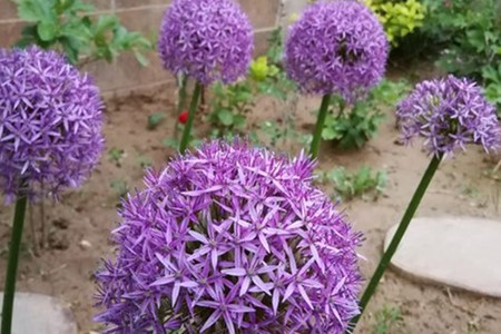 大花葱最经典的品种