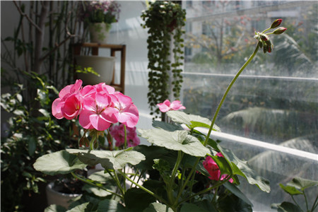 长寿花放客厅能开花吗