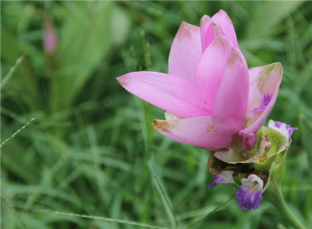 姜荷花夏天怎么浇水