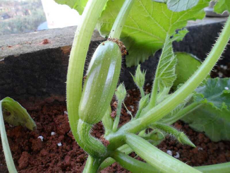 西葫芦花盆种植