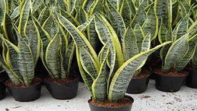 金边虎皮兰有毒吗(四种人不宜养虎皮兰)