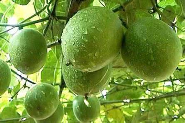 罗汉果的植物文化,竟然还有这种说法！(罗汉果的俗名)