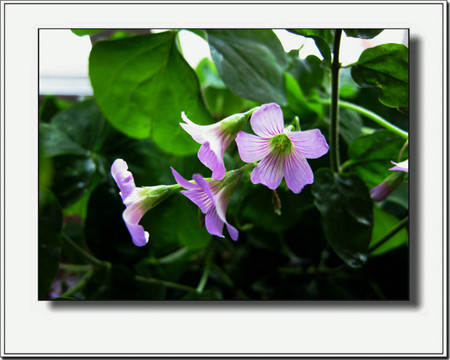 四季樱草叶子蔫了怎么办