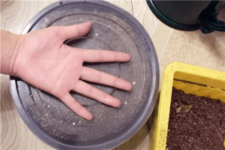 恐龙闯进磨磨蹭蹭镇