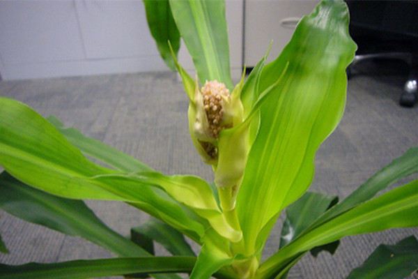 巴西木怎么过冬(巴西木冬天怎么养才能安全过冬?)