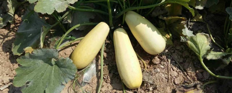 阳台西葫芦的种植方法西葫芦喜干还是喜湿需要换盆吗(西葫芦花盆种植)