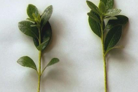 杜鹃怎么扦插成活率高