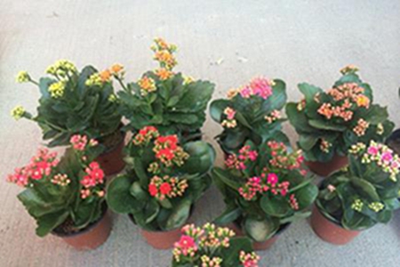 长寿花扦插后多久生根