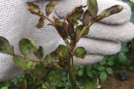 蓟马害虫长什么样