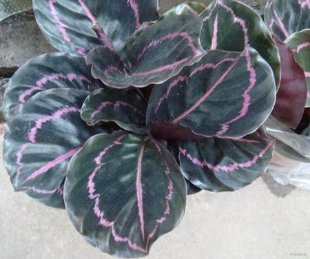 美丽竹芋冬天怎么养护