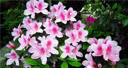 杜鹃花的花语和寓意象征了什么