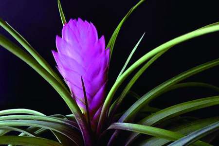 铁兰花什么时间分株好