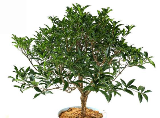 桂花叶子发白什么原因光照不足土壤不适病虫害(桂花叶子发白发黄是怎么回事)