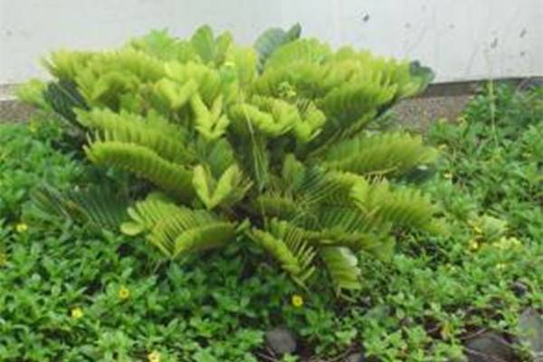 美叶凤尾蕉的栽培与繁殖(美叶凤尾蕉的栽培与繁殖方法)