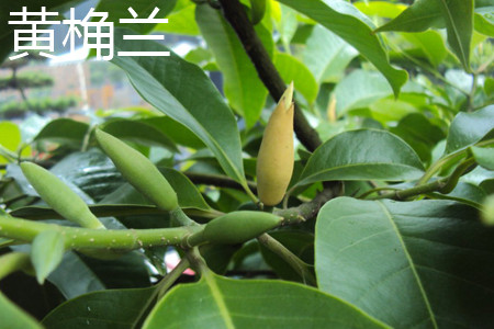 黄桷兰树能长多大多高