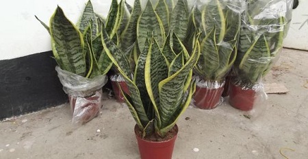 四种人不宜养虎皮兰