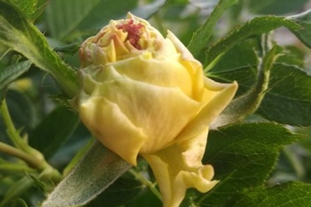 蓟马害虫长什么样