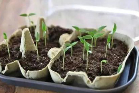 百香果怎么种植才会长苗