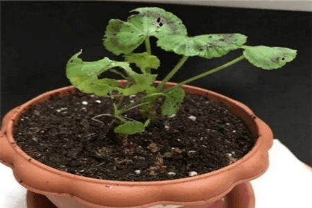 恐龙闯进磨磨蹭蹭镇