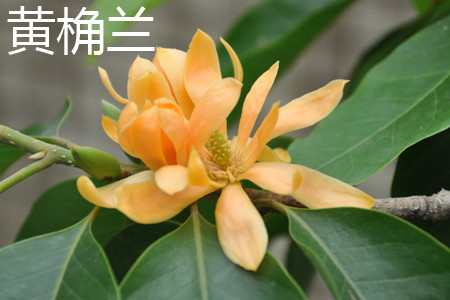 黄桷兰树能长多大多高