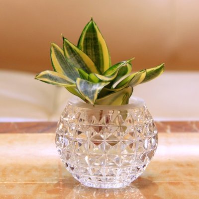 虎皮兰怎样水培