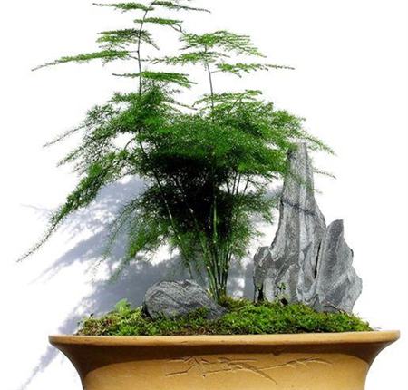 十大净化空气的室内植物排名