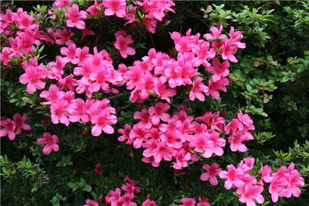 杜鹃花的花语和寓意象征了什么