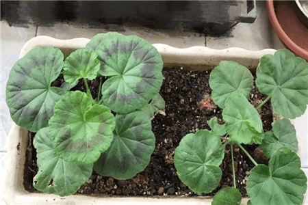 恐龙闯进磨磨蹭蹭镇