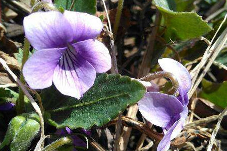 紫花地丁与地丁草的功效与作用