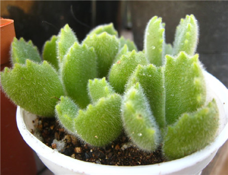 熊童子枝插后多久发芽