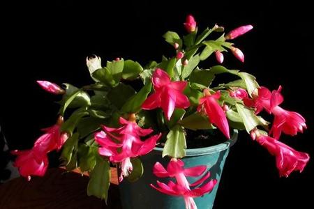 蟹爪兰开花时可以施肥吗