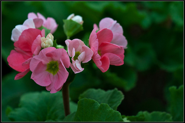四季樱草生虫了怎么办常见的病虫害及其防治(四季樱草叶子蔫了怎么办)