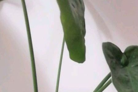 海芋可以种在家里吗