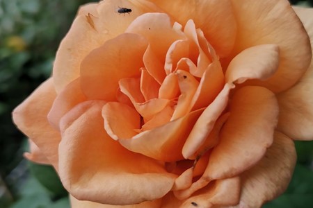 蓟马害虫长什么样