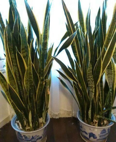 四种人不宜养虎皮兰